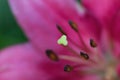 Macro texture of pink colored Burgundy Lily in horizontal frame Royalty Free Stock Photo