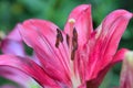 Macro texture of pink colored Burgundy Lily in horizontal frame Royalty Free Stock Photo