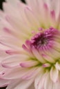 Macro texture of pink colored dahlia flower petals Royalty Free Stock Photo