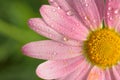 Macro texture of pink colored daisy flower surface with water droplets Royalty Free Stock Photo