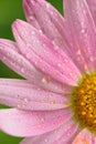 Macro texture of pink colored daisy flower surface with water droplets Royalty Free Stock Photo