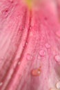 Macro texture of pink colored lily surface with water droplets Royalty Free Stock Photo