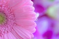 Macro texture of pink Daisy flower with water droplets Royalty Free Stock Photo