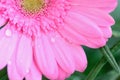 Macro texture of pink Daisy flower with water droplets Royalty Free Stock Photo