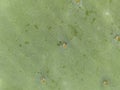 Macro texture - plants - prickly pear cactus Royalty Free Stock Photo