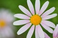 Macro texture of purple colored Daisy flower with blurred background Royalty Free Stock Photo