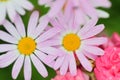 Macro texture of purple colored Daisy flower with blurred background Royalty Free Stock Photo