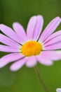 Macro texture of purple colored Daisy flower with blurred background Royalty Free Stock Photo