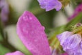 Macro texture of purple flower surface with water droplets Royalty Free Stock Photo