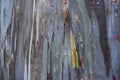 Close Up of Rainbow Eucalyptus Bark Surface (Eucalyptus deglupta) Royalty Free Stock Photo