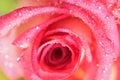 Macro texture of Red Rose with water droplets Royalty Free Stock Photo