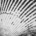 Macro photo of the texture of the seashells top view closeup Royalty Free Stock Photo