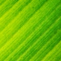 Macro texture structure green leaf Royalty Free Stock Photo