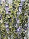 Macro Texture of Tree Bark