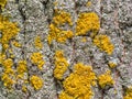 Bark tree closeup. Fungus ecosystem on tree bark. Common yellow lichen. Natural texture