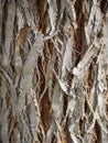 Macro texture of a very old pine tree trunk Royalty Free Stock Photo