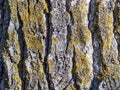 Macro texture of a very old pine tree trunk Royalty Free Stock Photo