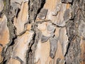 Macro texture of a very old pine tree trunk Royalty Free Stock Photo