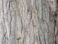 Macro texture of a very old pine tree trunk Royalty Free Stock Photo