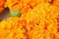 Macro texture of vibrant colored Indian Mary-gold flowers