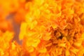 Macro texture of vibrant colored Indian Mary-gold flowers