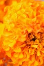Macro texture of vibrant colored Indian Mary-gold flowers