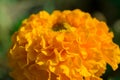 Macro texture of vibrant colored Mary-gold flowers