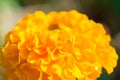 Macro texture of vibrant colored Mary-gold flowers