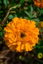 Macro texture of vibrant colored Mary-gold flowers