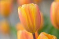 Macro texture vibrant colored spring Tulip flowers Royalty Free Stock Photo