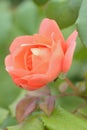 Macro texture of vibrant orange colored rose petals Royalty Free Stock Photo