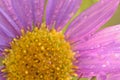 Macro texture of vibrant pink colored Daisy flower with water droplets Royalty Free Stock Photo