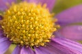 Macro texture of vibrant pink colored Daisy flower with water droplets Royalty Free Stock Photo