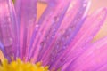 Macro texture of vibrant purple colored Daisy flower with water droplets Royalty Free Stock Photo