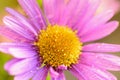 Macro texture of vibrant purple colored Daisy flower with water droplets Royalty Free Stock Photo