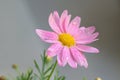 Macro texture of vibrant purple colored Daisy flower with water droplets Royalty Free Stock Photo