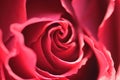 Macro texture of vibrant Red colored Rose Royalty Free Stock Photo