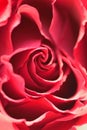 Macro texture of vibrant Red colored Rose Royalty Free Stock Photo