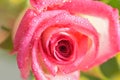 Macro texture of vibrant red colored rose with water droplets Royalty Free Stock Photo