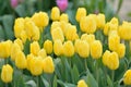 Macro texture vibrant yellow colored spring Tulip flowers Royalty Free Stock Photo