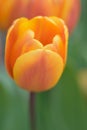 Macro texture vibrant yellow colored spring Tulip flowers Royalty Free Stock Photo