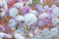 Macro texture of white & purple colored Dahlia flowers