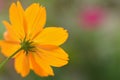 Macro texture of Yellow Cosmos flower Royalty Free Stock Photo