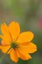 Macro texture of Yellow Cosmos flower Royalty Free Stock Photo