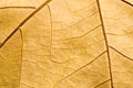 Macro on textured autumn brown leaf Royalty Free Stock Photo