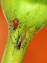 Macro of Three Aphids on a Rose Bud - Red green black Royalty Free Stock Photo