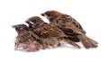 Macro three baby brood sparrow white background.