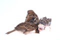 Macro three baby brood sparrow white background.