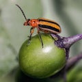 Three Lined Potato Beetle (Lema daturaphila) on Deadly Nightshade plant Royalty Free Stock Photo