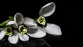 Macro of three snowdrop flowers